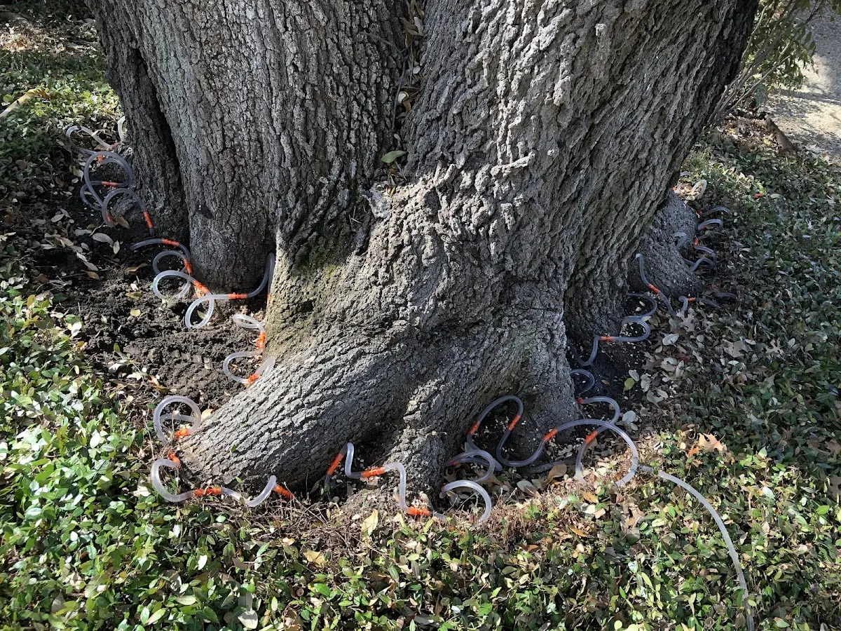 Detailed Tree Cabling and Bracing job site in Belpre