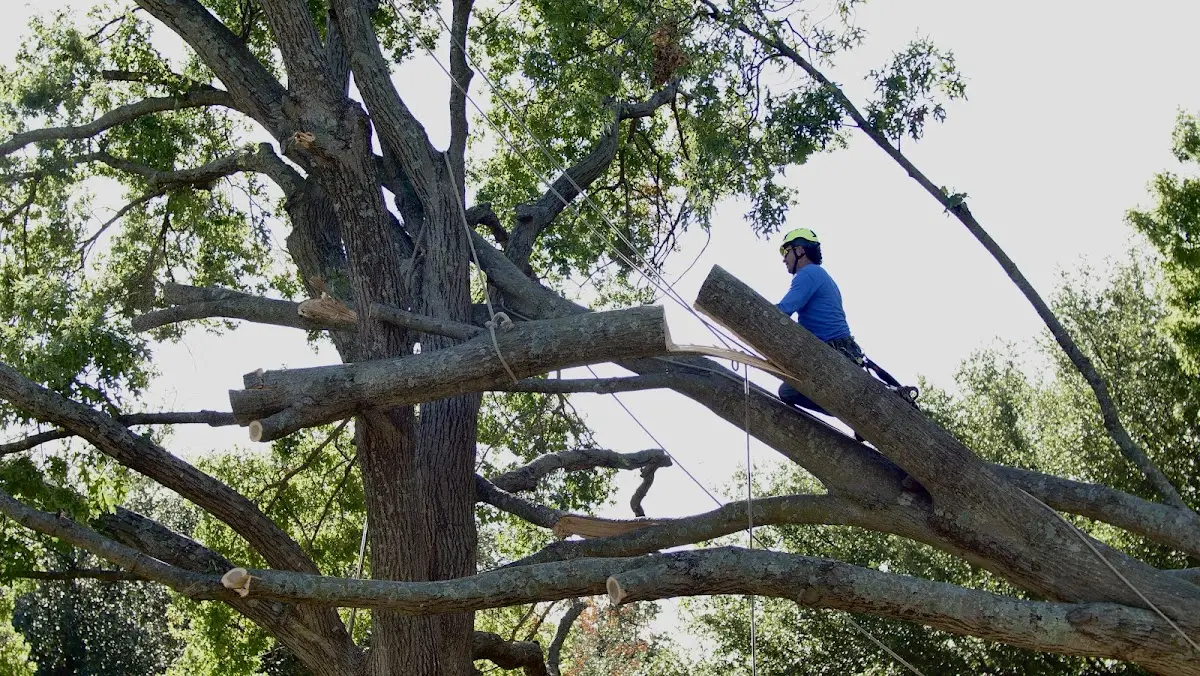 Professional Hazardous Tree Removal performed by certified arborists in Belpre